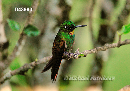 Brazilian Ruby (Clytolaema rubricauda)